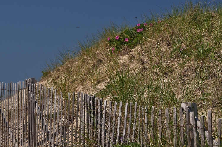 dunes and fence